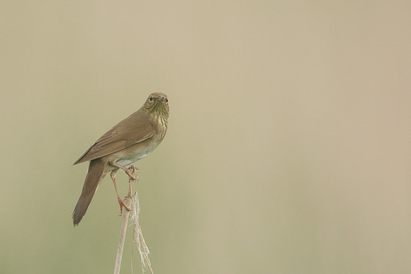 River Warbler, Ham Wall, June 2021