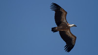 Griffon Vulture (rare breeder on Cyprus) Kensington Cliffs 2014