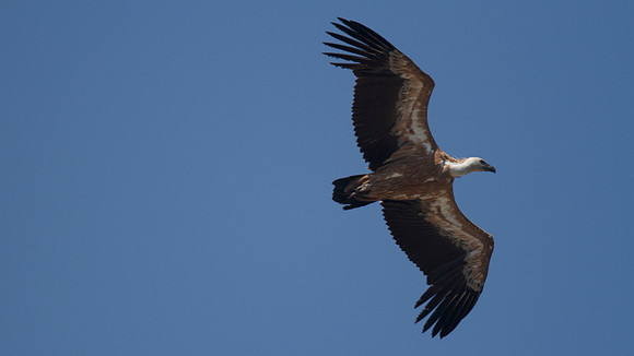 Griffon Vulture (rare breeder on Cyprus) Kensington Cliffs 2014