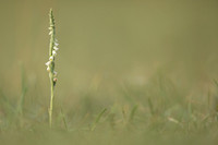 Autumn Lady's Tresses, Old Down, September 2022