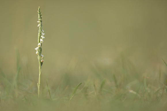 Autumn Lady's Tresses, Old Down, September 2022