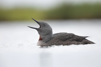 Red-throated Diver, Floi, Iceland, June 2022
