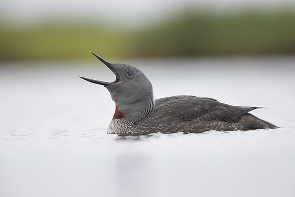 Red-throated Diver, Floi, Iceland, June 2022