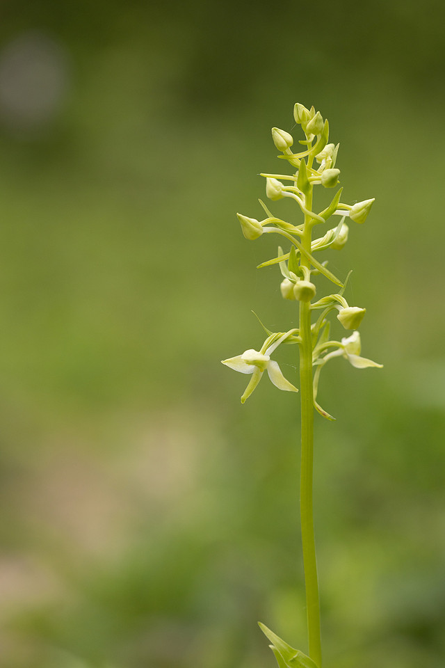 Greater Butterfly-orchid, Yockletts Bank, May 2024