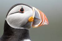 Puffin,Lunga, May 2021