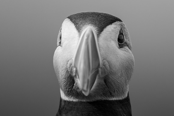 Puffin,Lunga, May 2021