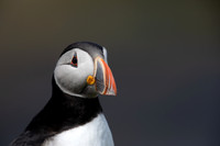 Puffin,Lunga, May 2021
