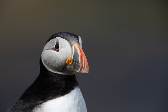 Puffin,Lunga, May 2021