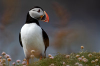 Puffin,Lunga, May 2021