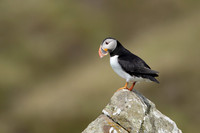 Puffin,Lunga, May 2021