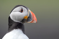 Puffin,Lunga, May 2021