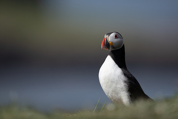 Puffin,Lunga, May 2021