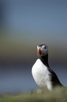 Puffin,Lunga, May 2021