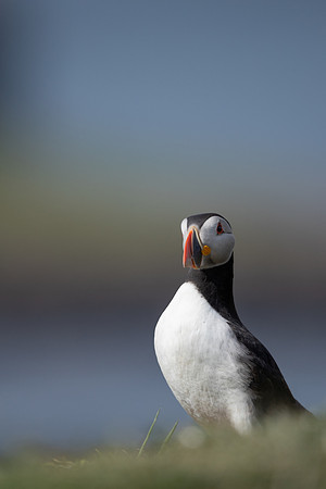 Puffin,Lunga, May 2021