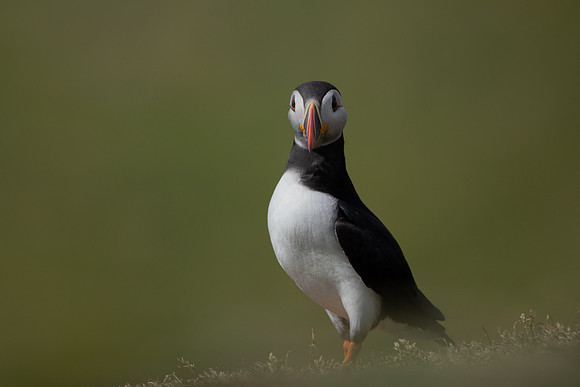 Puffin,Lunga, May 2021