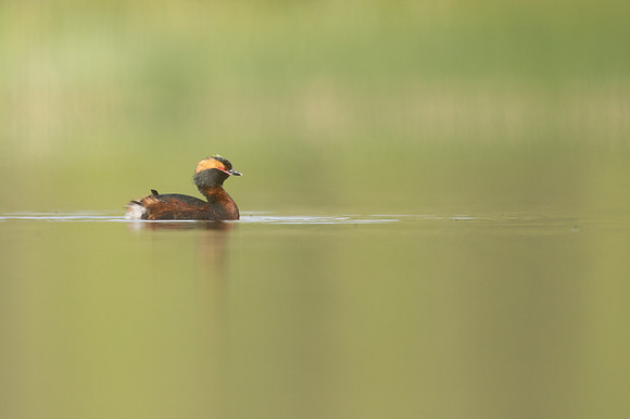 Slavonian Grebe, Undisclosed location, Scotland, June 2021.