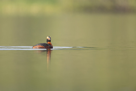 Slavonian Grebe, Undisclosed location, Scotland, June 2021