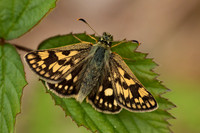 Chequered Skipper, Glasdrum Wood NNR, May 2021