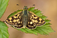 Chequered Skipper