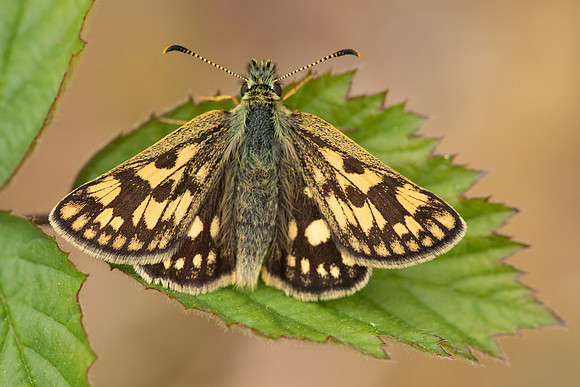Chequered Skipper, Glasdrum Wood NNR, May 2021
