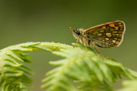 Chequered Skipper, Glasdrum Wood NNR, May 2021