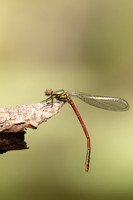 Large Red Damselfly, Abernathy Forest, June 2021