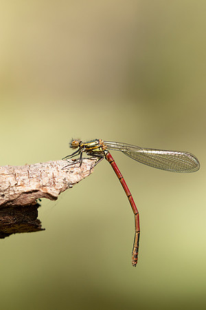 Large Red Damselfly, Abernathy Forest, June 2021