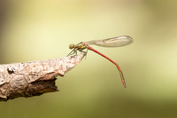 Large Red Damselfly, Abernathy Forest, June 2021.