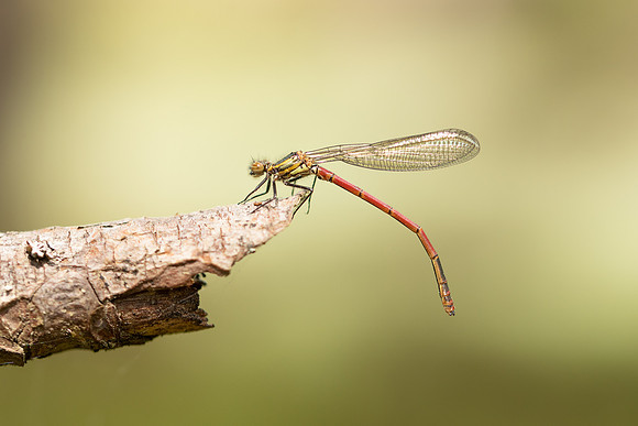 Large Red Damselfly, Abernathy Forest, June 2021.