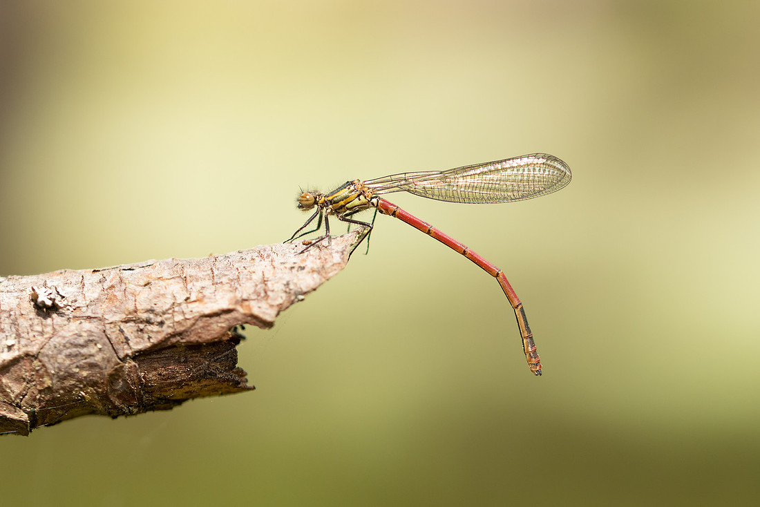 Large Red Damselfly, Abernathy Forest, June 2021.