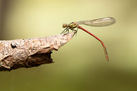 Large Red Damselfly, Abernathy Forest, June 2021