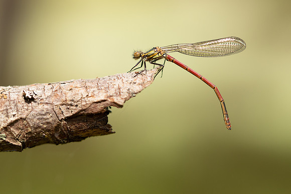 Large Red Damselfly, Abernathy Forest, June 2021