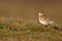 Woodlark, Thursley Common, May 2021