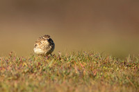 Woodlark, Thursley Common, May 2021