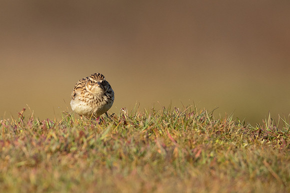 Woodlark, Thursley Common, May 2021