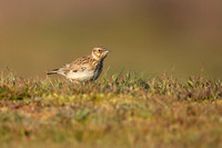 Woodlark, Thursley Common, May 2021