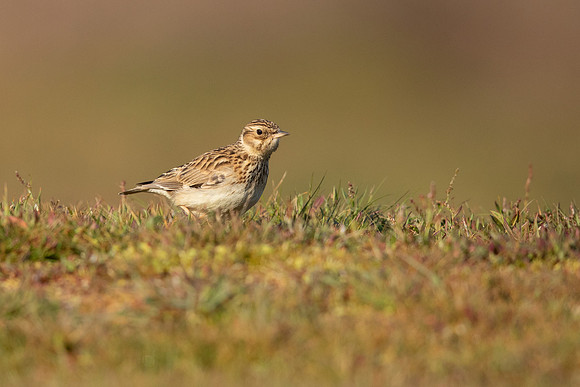 Woodlark, Thursley Common, May 2021
