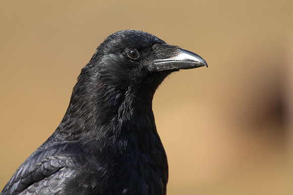 Carrion Crow, Thursley Common, May 2021.