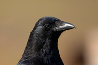 Carrion Crow, Thursley Common, May 2021