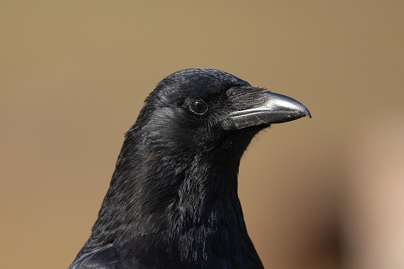 Carrion Crow, Thursley Common, May 2021