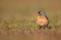 Chaffinch, Thursley Common, April 2021.