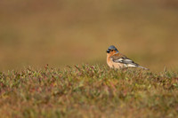 Chaffinch, Thursley Common, April 2021