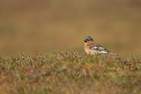 Chaffinch, Thursley Common, April 2021