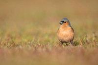 Chaffinch