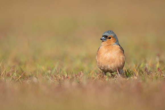 Chaffinch, Thursley Common, April 2021