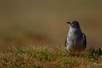 Common Cuckoo, Thursley Common, April 2021