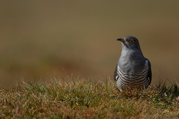 Common Cuckoo, Thursley Common, April 2021