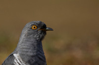 Common Cuckoo, Thursley Common, April 2021