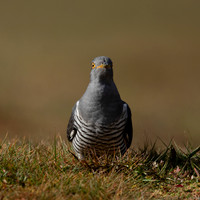 Common Cuckoo, Thursley Common, April 2021