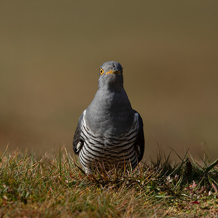 Common Cuckoo, Thursley Common, April 2021